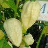 Bhut Jolokia Cristal Lake White , 10 semillas , capsicum chinense (563)