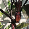 Bhut Jolokia Diamante Negro , 10 semillas,Capsicum chinense (529)