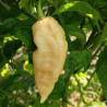 Bhut Jolokia Peach-melocoton,10 semillas,seeds,Capsicum chinense (100)