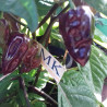 Bhut Jolokia Purple,10 semillas,Capsicum chinense (158)