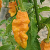 Bhut Jolokia Stamm Assam Yellow,10 semillas,Capsicum chinense (446)