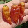 Bhut Jolokia Sunrise Yellow , 10 semillas , Capsicum chinense (554)