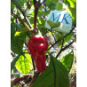 Bhut Jolokia x Maldivian Hot , 10 semillas , Capsicum chinense (202)