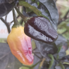Bhut Jolokia Yellow x Neyde , 10 semillas , Capsicum chinense (564)