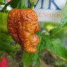 Bhutlah Brown ,10 semillas,Capsicum chinense (82)