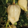 Big Mama White , 10 semillas , Capsicum chinense (561)