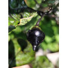 Biquinho Black , 10 semillas , Capsicum chinense (533)