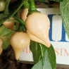 Biquinho Salmon , 10 semillas , Capsicum chinense (560)