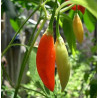 Birgits Locoto,10 semillas,Capsicum baccatum (320)