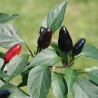 Black Pequin , 10 semillas , capsicum annuum (313)