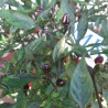 Black Prince,10 semillas, Capsicum annuum  (306)