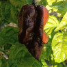 Black Puma , 10 semillas , capsicum chinense (467)