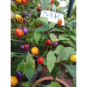 BOLIVIAN RAINBOW , 10 semillas,capsicum annuum (14)