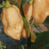 Brain Colapse Peach , 10 semillas , Capsicum chinense (651)