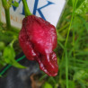 Brasilian Brown Ghost Pepper , 10 semillas , Capsicum chinense (204)