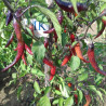 Buena Mulata ,Capsicum annuum,10 semillas  (43)