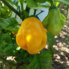 Burkina Yellow , 10 semillas , Capsicum chinense (236)