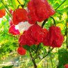 C22 Moruga Phenotype,10 semillas,Capsicum chinense (87)