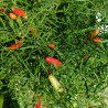 Candelight  Mutant x Peter Pepper , 10 semillas,Capsicum annuum (661)