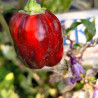 Candy Cane Chocolate x Scarlet , 10 semillas , capsicum annuum (755)