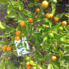 Capezzoli di Scimmia , 10 semillas , Capsicum chinense  (235)