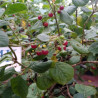 Capsicum Rhomboideum,10 semillas , wild chilli  (330)