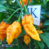 Carbonero,10 semillas,Capsicum chinense (346)