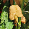 Carolina Reaper Golden , 10 semillas , Capsicum chinense (599)