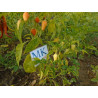 Cascabella ,Capsicum annuum,10 semillas  (50)