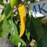 Cayenne Yellow , 10 semillas , Capsicum annuum (647)