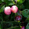 Cheiro Roxa 10 semillas,seeds,Capsicum chinense (315)