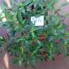 CHILE CHINESE ORNAMENTAL 10 seeds,semillas,cosecha propìa (56)