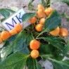 Chile salsa orange  ,10 semillas , Capsicum annuum (19)