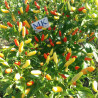 Chile Tabasco ,Capsicum frutescens,10 semillas,organico (15)