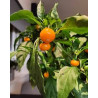 Chilli Sarga Cseresznye ,10 semillas , Capsicum annuum (245)