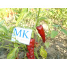 CHIMAYO ,capsicum annuum,10 seeds,semillas ,cosecha propia (2)