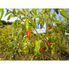 Cobanero Teradrop 10 semillas,Capsicum annuum  (60)