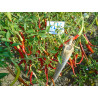 COLA DE RATA,Capsicum annuum,20 seeds,semillas ,cosecha propia (48)