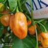 Craigs Double Hot,10 semillas ,Capsicum  (73)