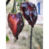 Da Dog Pepper , 10 semillas , Capsicum chinense (317)