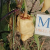 Devil's Tongue White , 10 semillas , Capsicum chinense (656)