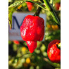 Drax in Fire , 10 semillas , Capsicum chinense  (530)