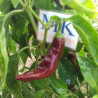 Ecuadorian Brown , 10 semillas , Capsicum chinense  (228)