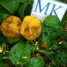 Elysium Oxide Mustard,10 semillas,seeds,Capsicum chinense (405)