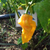 Fatalii Yellow,10 semillas,Capsicum chinense (224)