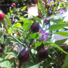 Filius Blue ,10 semillas , Capsicum annuum (321)