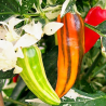 Fish Pepper , 10 semillas , Capsicum annuum (574)