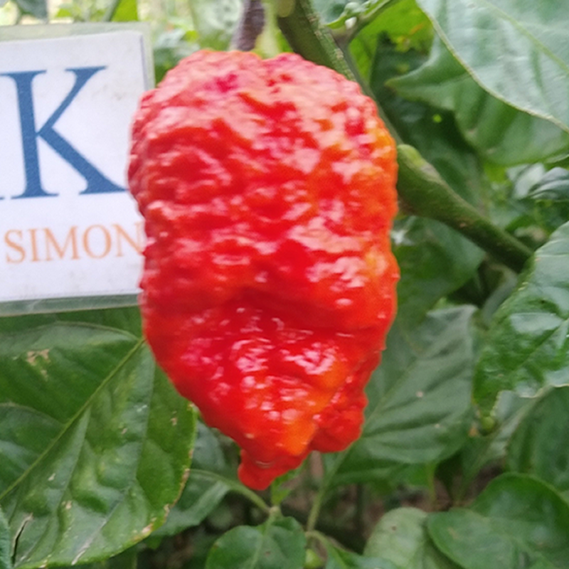 Borg 9 Bleeder , 10 semillas , Capsicum chinense (401)