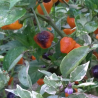 Golden Nugget , 10 semillas , Capsicum annuum (348)