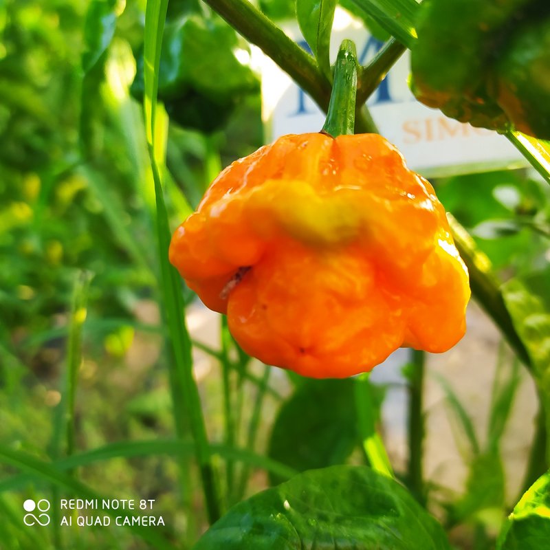 Scotch Bonnet Foodorama Yellow ,10 semillas,Capsicum Chinense (226)